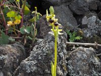 Ophrys grassoana 12, Saxifraga-Hans Dekker