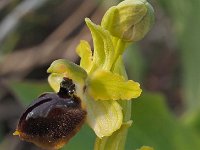 Ophrys grassoana 8, Saxifraga-Hans Dekker