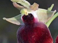 Ophrys helenae 5, Saxifraga-Hans Dekker