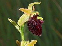 Ophrys herae 4, Saxifraga-Hans Dekker