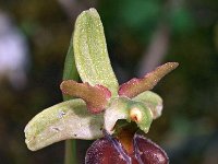 Ophrys herae ssp janrenzii 1, Saxifraga-Hans Dekker