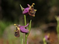 Ophrys heterochila 4, Saxifraga-Hans Dekker