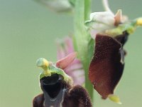 Ophrys holoserica ssp annae 13, Saxifraga-Hans Dekker