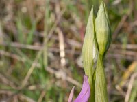 Ophrys holoserica ssp apulica 16, Saxifraga-Rien Schot