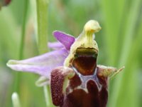 Ophrys holosericea ssp holubyana 30, Saxifraga-Jan Willem Jongepier