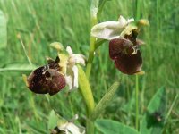 Ophrys holosericea ssp holubyana 42, Saxifraga-Jan Willem Jongepier