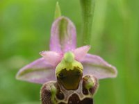 Ophrys holosericea ssp holubyana 43, Saxifraga-Jan Willem Jongepier