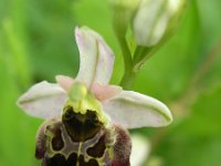 Ophrys holosericea ssp holubyana 44, Saxifraga-Jan Willem Jongepier