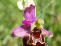 Ophrys holosericea ssp holubyana 45, Saxifraga-Jan Willem Jongepier