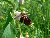 Ophrys holosericea ssp holubyana 47, Saxifraga-Jan Willem Jongepier