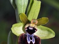 Ophrys incubacea 10, Saxifraga-Hans Dekker