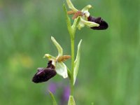 Ophrys incubacea var septentrionalis 15, Saxifraga-Hans Dekker