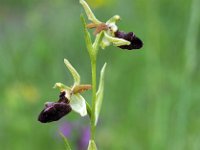 Ophrys incubacea var septentrionalis 18, Saxifraga-Hans Dekker