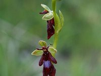 Ophrys insectifera 10, Vliegenorchis, Saxifraga-Willem van Kruijsbergen