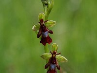 Ophrys insectifera 14, Vliegenorchis, Saxifraga-Willem van Kruijsbergen