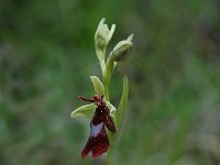 Ophrys insectifera 16, Vliegenorchis, Saxifraga-Willem van Kruijsbergen