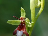 Ophrys insectifera 22, Vliegenorchis, Saxifraga-Willem van Kruijsbergen