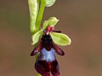 Ophrys insectifera 29, Vliegenorchis, Saxifraga-Hans Dekker