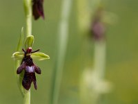 Ophrys insectifera 31, Vliegenorchis, Saxifraga-Jelmer Reyntjes : Ophrys insectifera, vliegenorchis