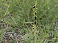 Ophrys insectifera 36, Vliegenorchis, Saxifraga-Willem van Kruijsbergen