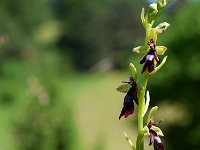 Ophrys insectifera 43, Vliegenorchis, Saxifraga-Ed Stikvoort