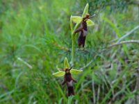 Ophrys insectifera 45, Vliegenorchis, Saxifraga-Ed Stikvoort