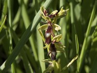 Ophrys insectifera 67, Vliegenorchis, Saxifraga-Willem van Kruijsbergen