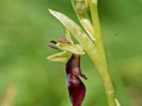 Ophrys insectifera 74, Vliegenorchis, Saxifraga-Sonja Bouwman  1057. Vliegenorchis - Ophrys insectifera - Orchidaceae familie (i)