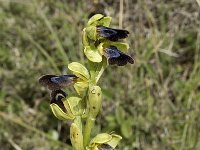 Ophrys iricolor 10, Saxifraga-Jan van der Straaten