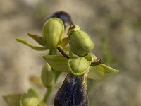 Ophrys iricolor 11, Saxifraga-Jan van der Straaten