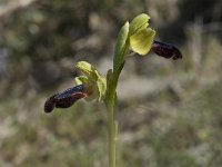 Ophrys iricolor 15, Saxifraga-Willem van Kruijsbergen