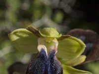 Ophrys iricolor 17, Saxifraga-Willem van Kruijsbergen