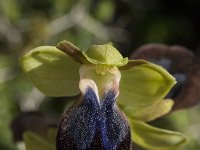 Ophrys iricolor 18, Saxifraga-Willem van Kruijsbergen