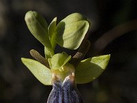 Ophrys iricolor 19, Saxifraga-Willem van Kruijsbergen