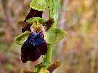 Ophrys iricolor 2, Saxifraga-Hans Dekker