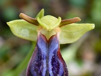 Ophrys iricolor 23, Saxifraga-Harry Jans