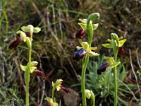 Ophrys iricolor 3, Saxifraga-Hans Dekker