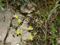 Ophrys iricolor ssp lojaconoi 8, Saxifraga-Rien Schot