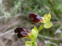 Ophrys iricolor ssp lojaconoi 9, Saxifraga-Rien Schot