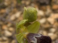 Ophrys israelitica : Gebied, Israel, Ophrys, Orchid, www.Saxifraga.nl