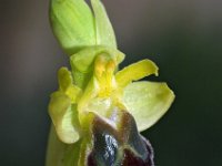 Ophrys laurensis 4, Saxifraga-Hans Dekker