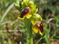 Ophrys lepida 2, Saxifraga-Hans Dekker