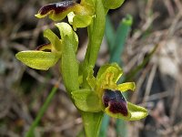 Ophrys leucadica 2, Saxifraga-Hans Dekker