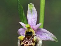 Ophrys lorenae 4, Saxifraga-Hans Dekker