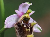 Ophrys lorenae 5, Saxifraga-Hans Dekker