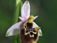 Ophrys lorenae 6, Saxifraga-Hans Dekker