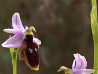 Ophrys lunulata 2, Saxifraga-Hans Dekker