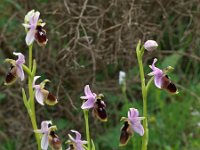 Ophrys lunulata 8, Saxifraga-Hans Dekker