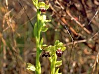 Ophrys lupercalis 7, Saxifraga-Hans Dekker