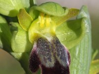 Ophrys lupercalis 8, Saxifraga-Hans Dekker